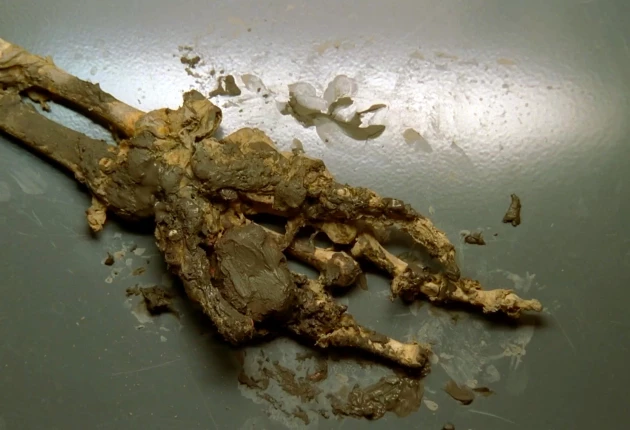 Изображение из сериала «Кости» 1 сезон